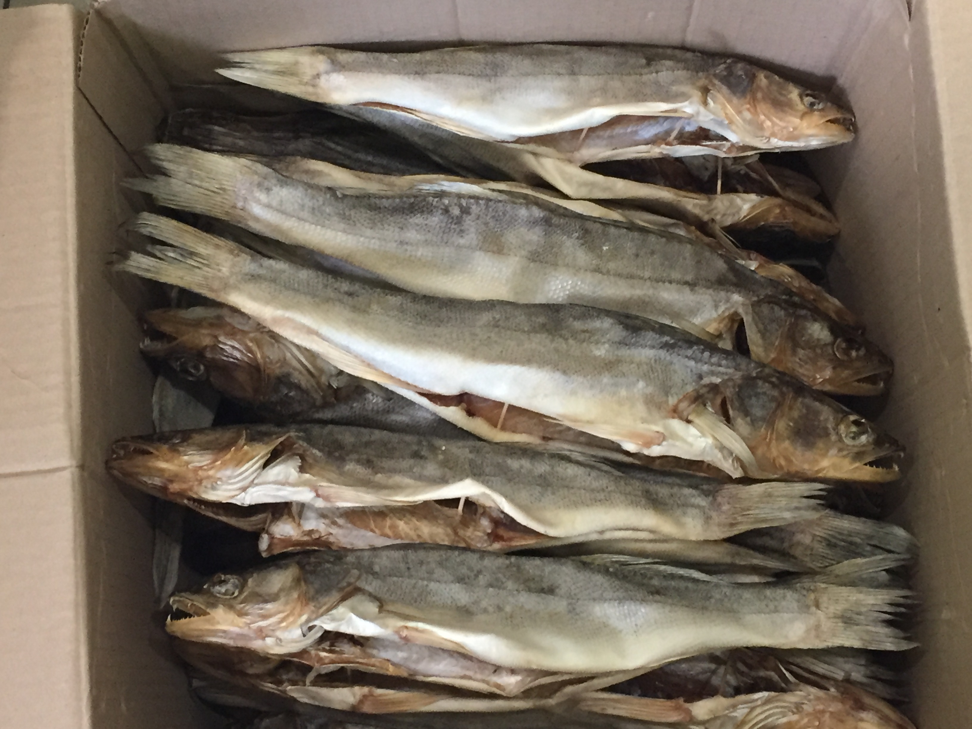 Судак купить