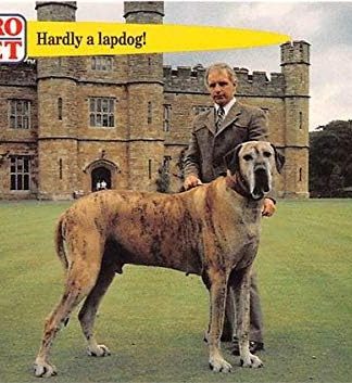 Great Dane Dog trading card Guiness Records 1992 Pro Set #56